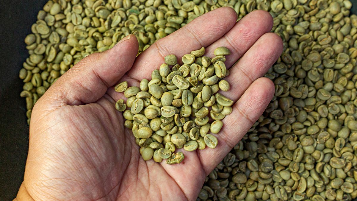 harga, Jenis, kandungan, kopi, manfaat, warna