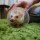 【購入物一覧】ハリネズミに貢いだ総額を計算してみた。