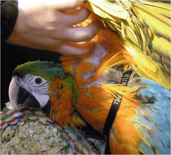 Flight Harness Training Your Parrot Hari