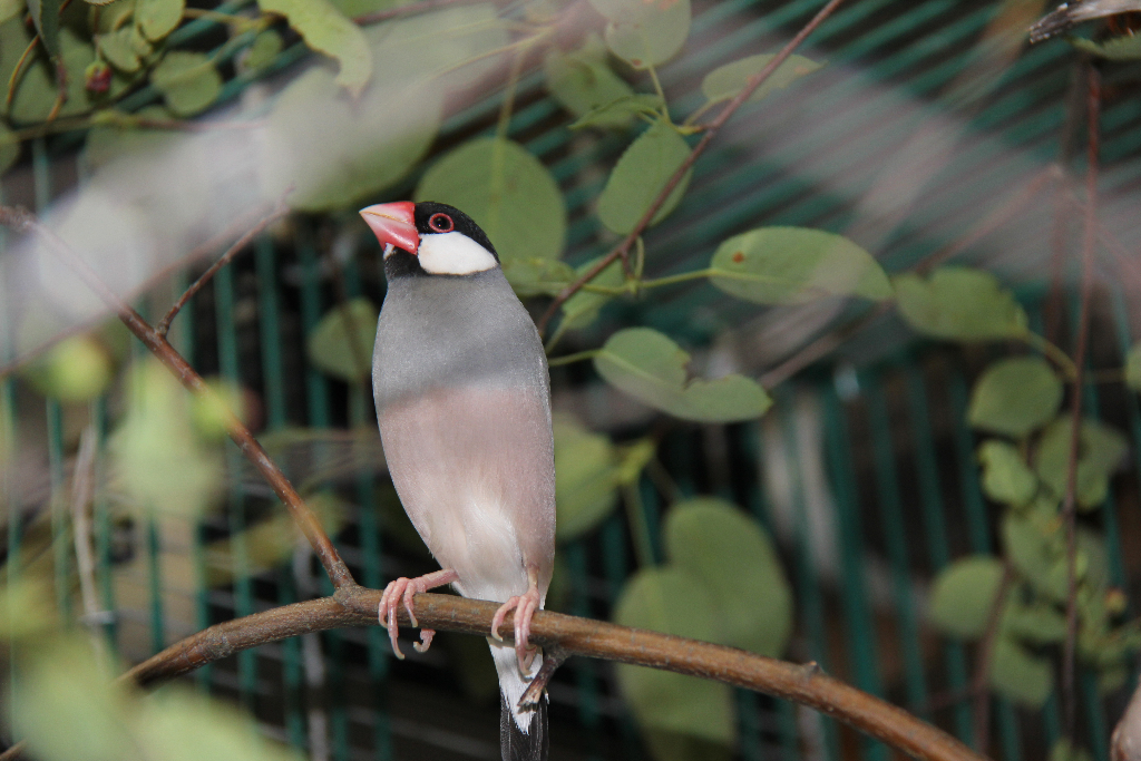 Budgies, Canaries, Finches Hari