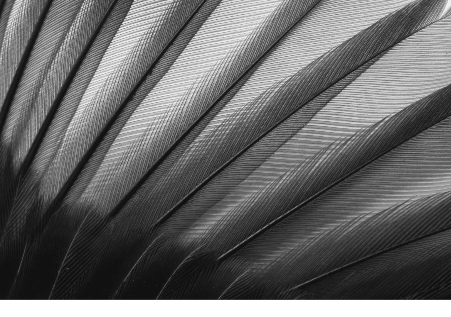 Bird Care Guide Hagen Avicultural Research Institute