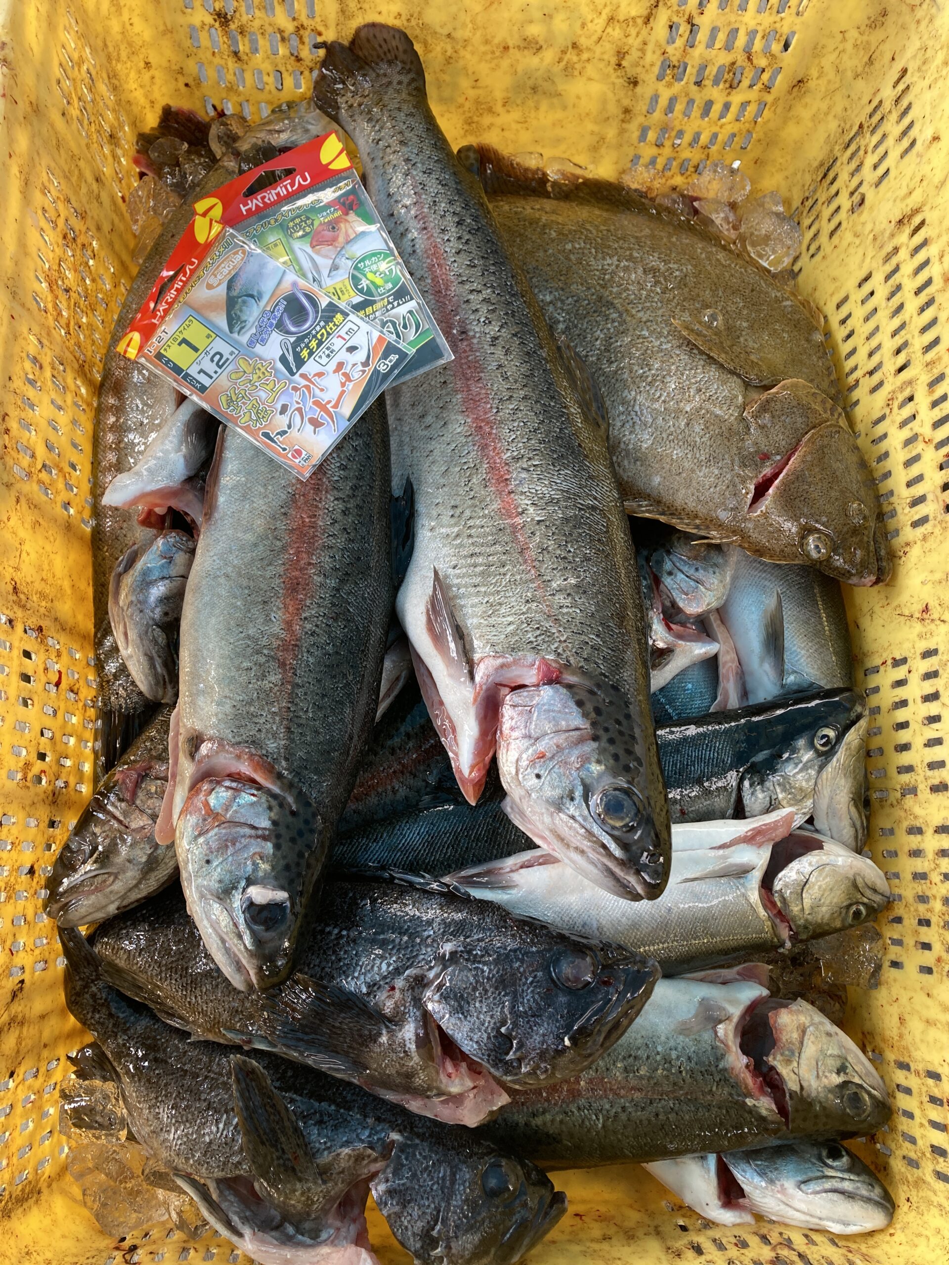 釣行レポートに「海上釣堀DEサーモン」を掲載しました。 釣行レポートに「海上釣堀DEサーモン」を掲載しました。
