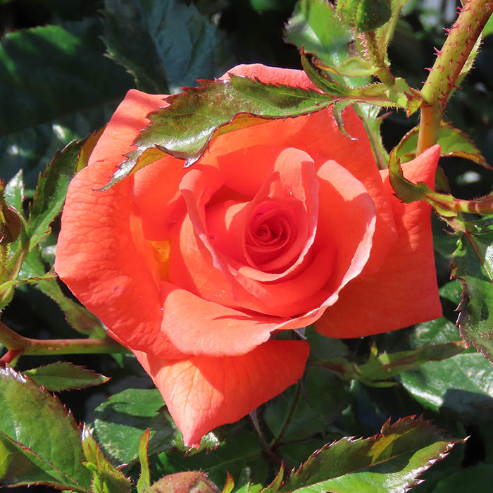 Rose Betty Harkness 3L4L potted Harkness Roses