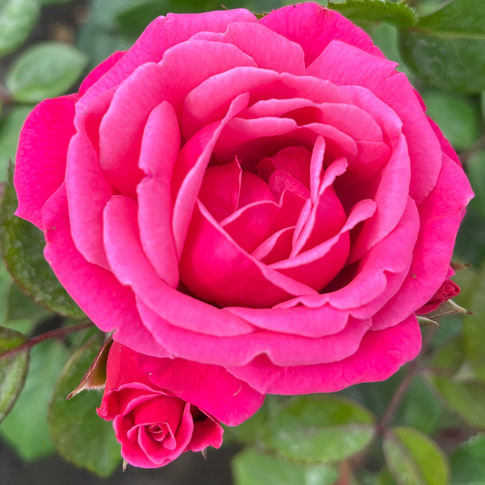 Rose Climbing Pink Perpetue 4L potted Harkness Roses