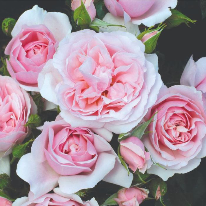 Rose Happy Retirement 5L potted World of Roses