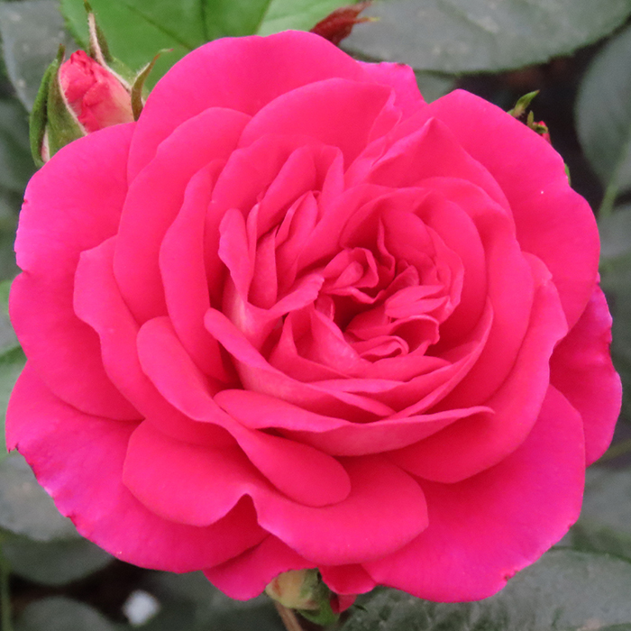 Rose Precious Lives 3L4L pot Harkness Roses