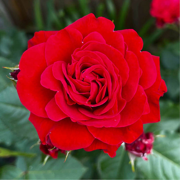 Rose Faithful bare root Harkness Roses