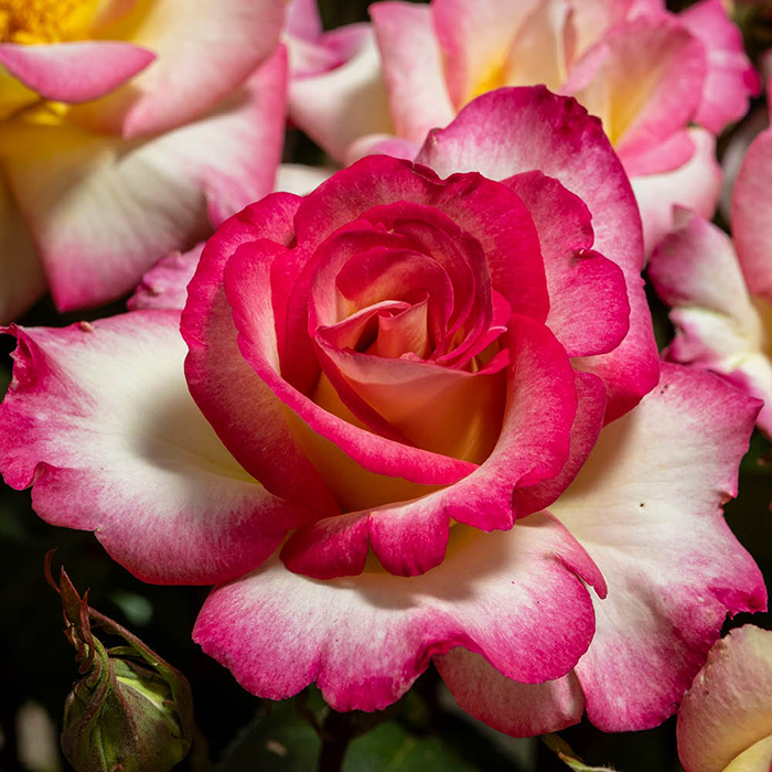 Rose of the Year 2025 'You're My Everything' bare root World of Roses