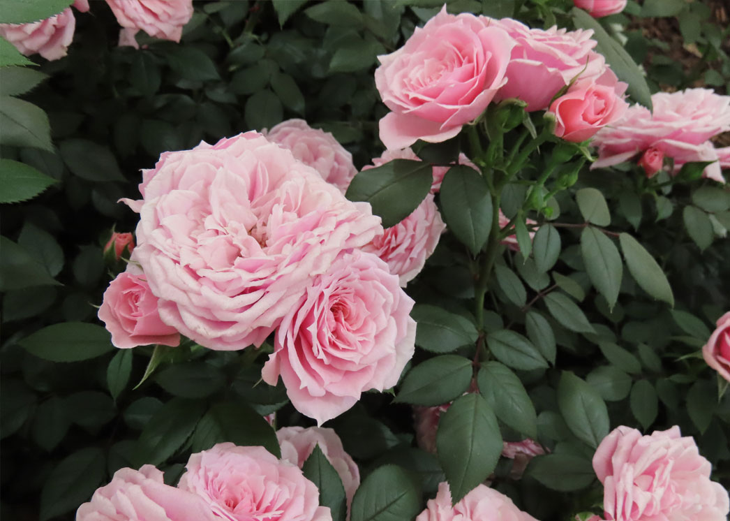 Cheney Manor Garden Centre Fasci Garden