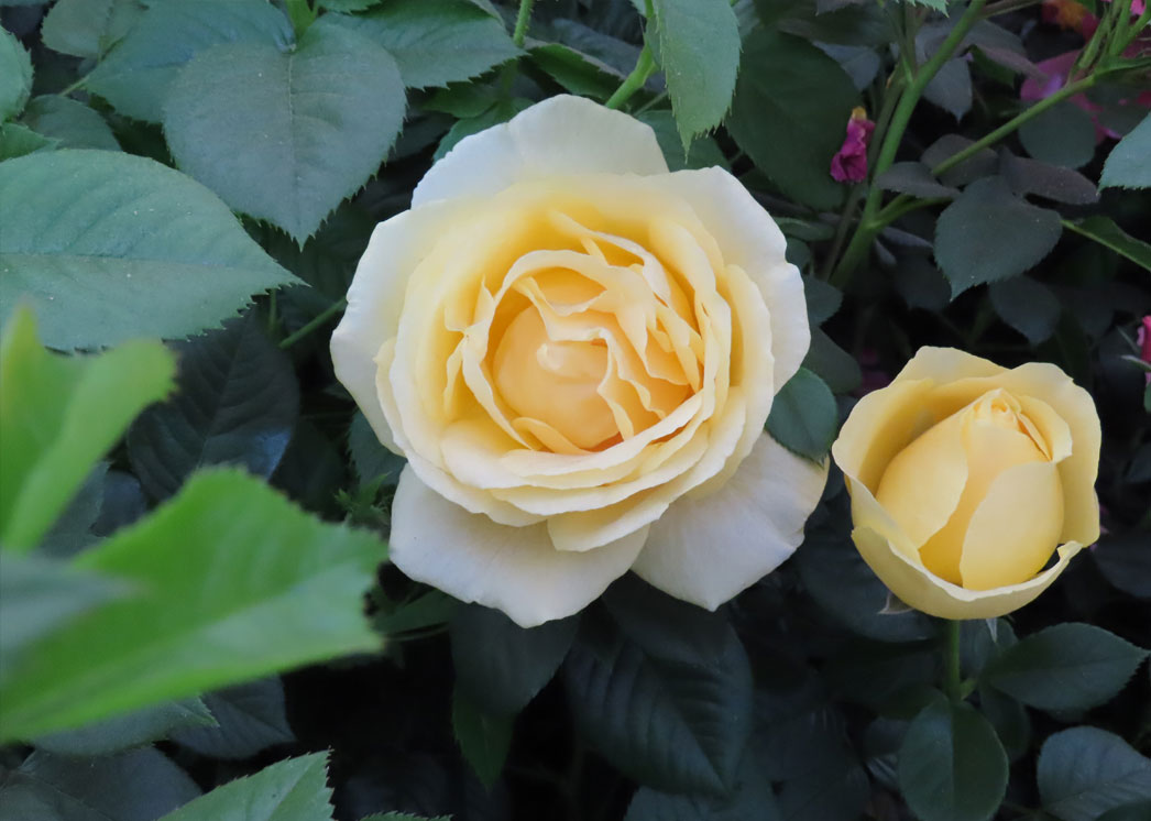 AFTON GARDEN CENTRE The Harkness Rose Company