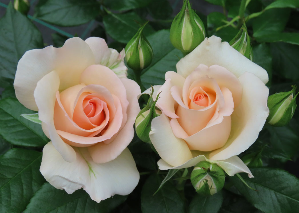 OAKINGTON GARDEN CENTRE The Harkness Rose Company