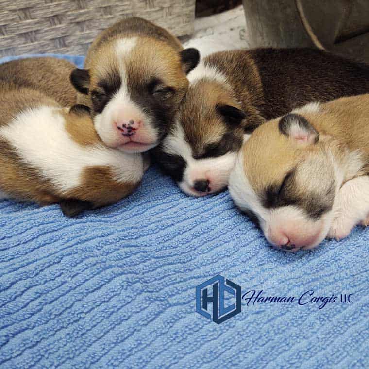 Coat colors and color changes in I Texas Breeder