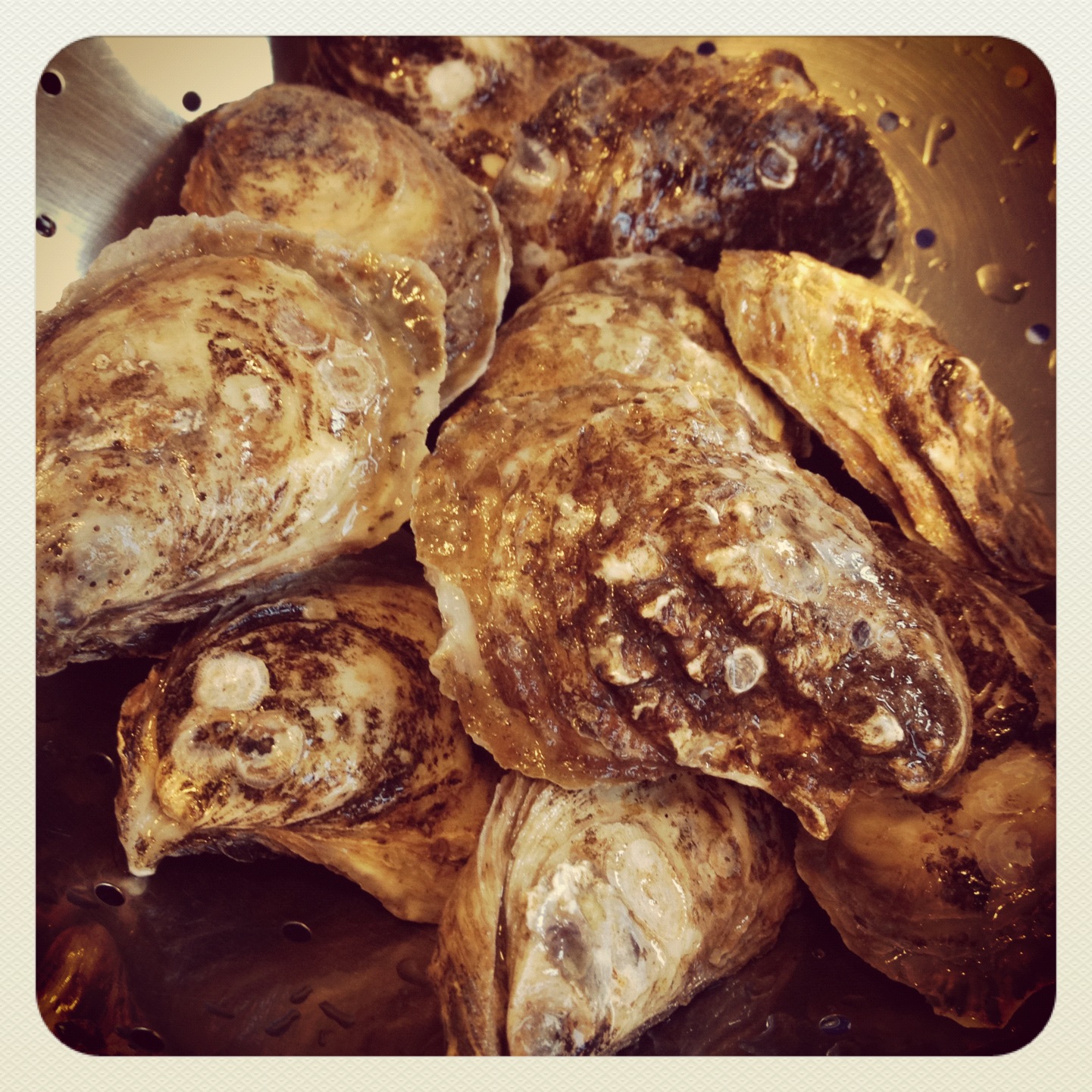 My First Oysters Harmonious Belly