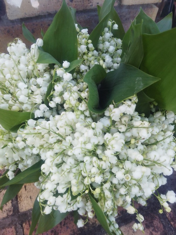 Joli bouquet de muguet des bois.