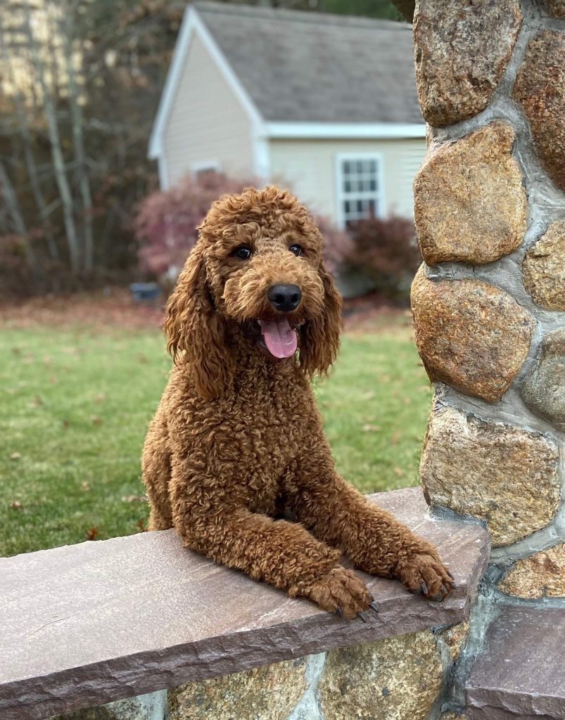 Ginger Harmony Hill Doodles