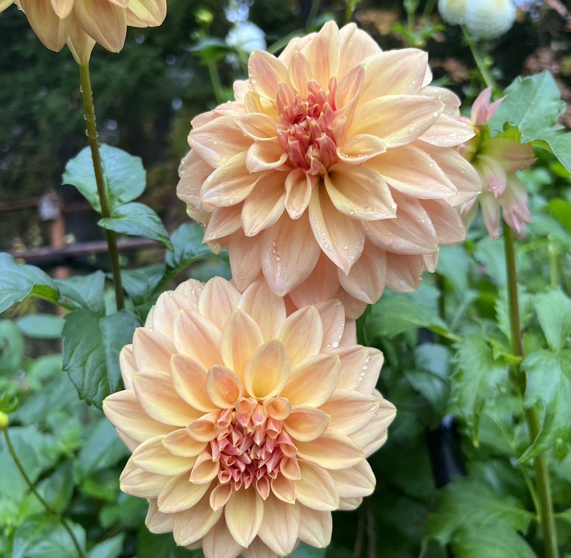 Miss Amara HARMONY IN BLOOMS