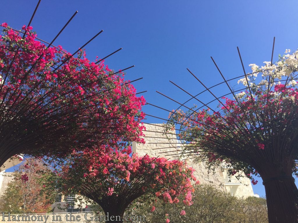 The Getty Museum's Central Garden Harmony in the Garden