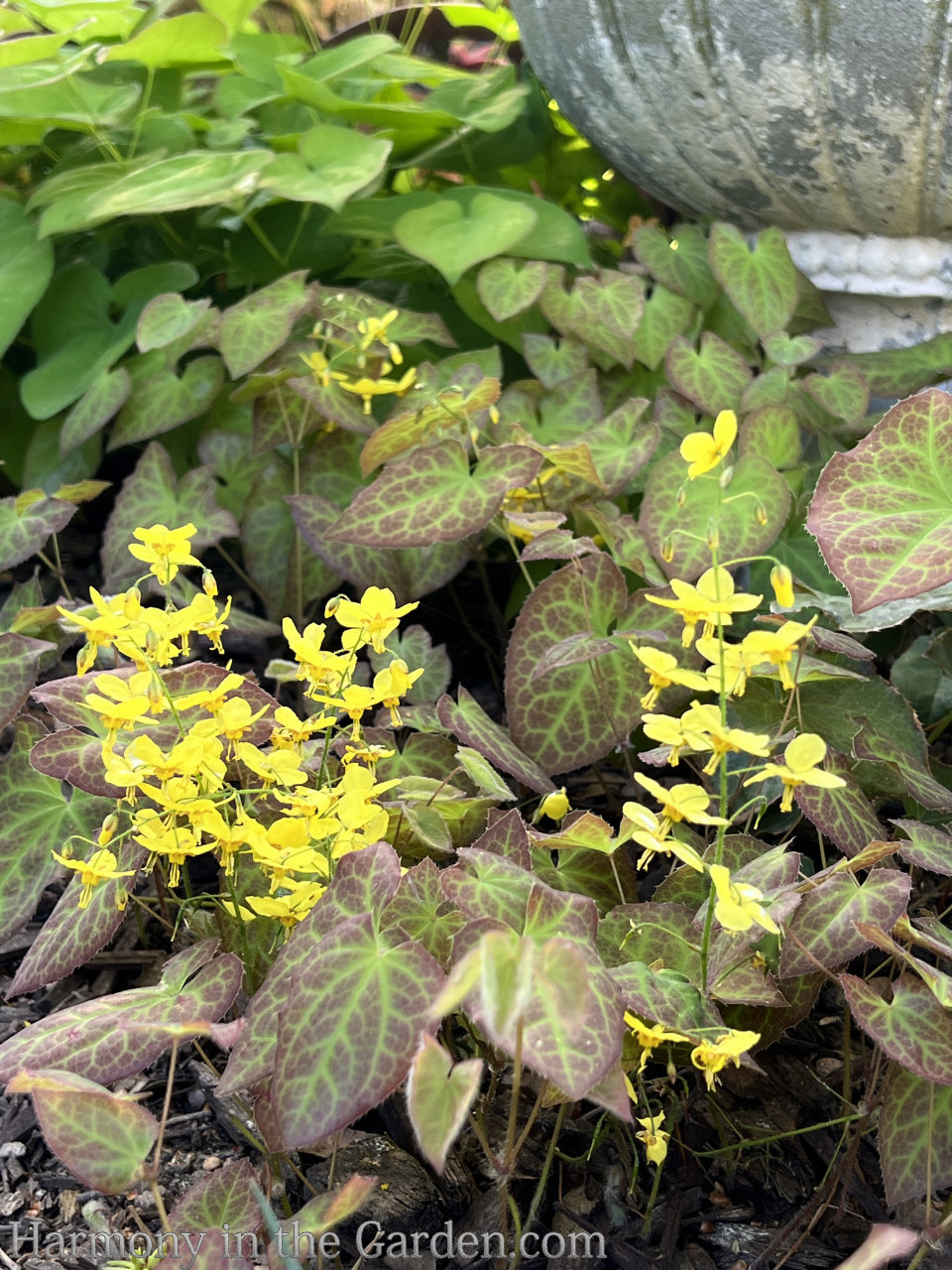Gardening Under Oaks Learning to Love DryShade Plants Harmony in