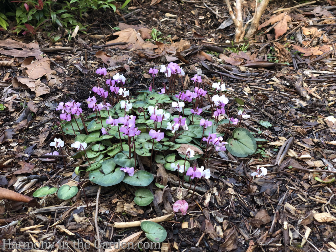 My Favorite LateWinter Flowers Harmony in the Garden