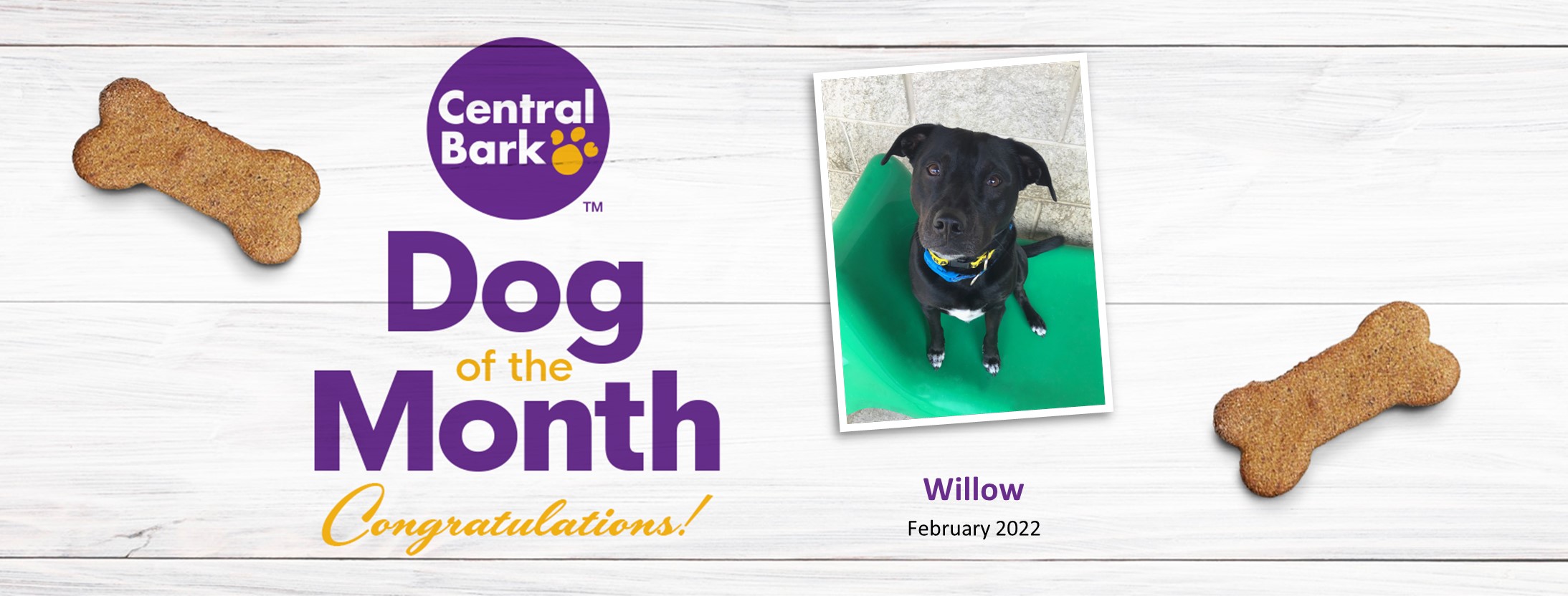 Central Bark Waukesha Dog Of The Month February 2022 Harmony Pet Clinic