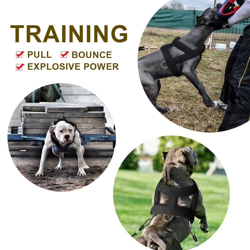 How to Choose a Dog Harness by Weight