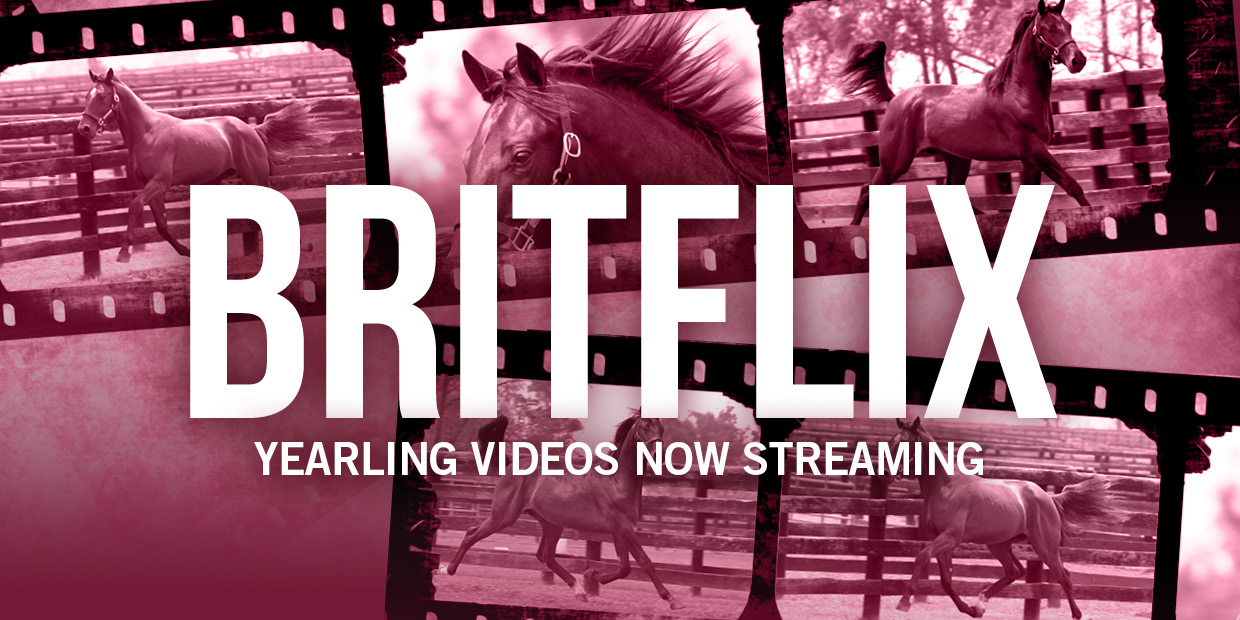 Brittany Farms yearling videos now available Harnesslink
