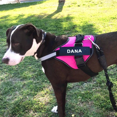Custom Dog Harness | Harness Pros – HarnessPros