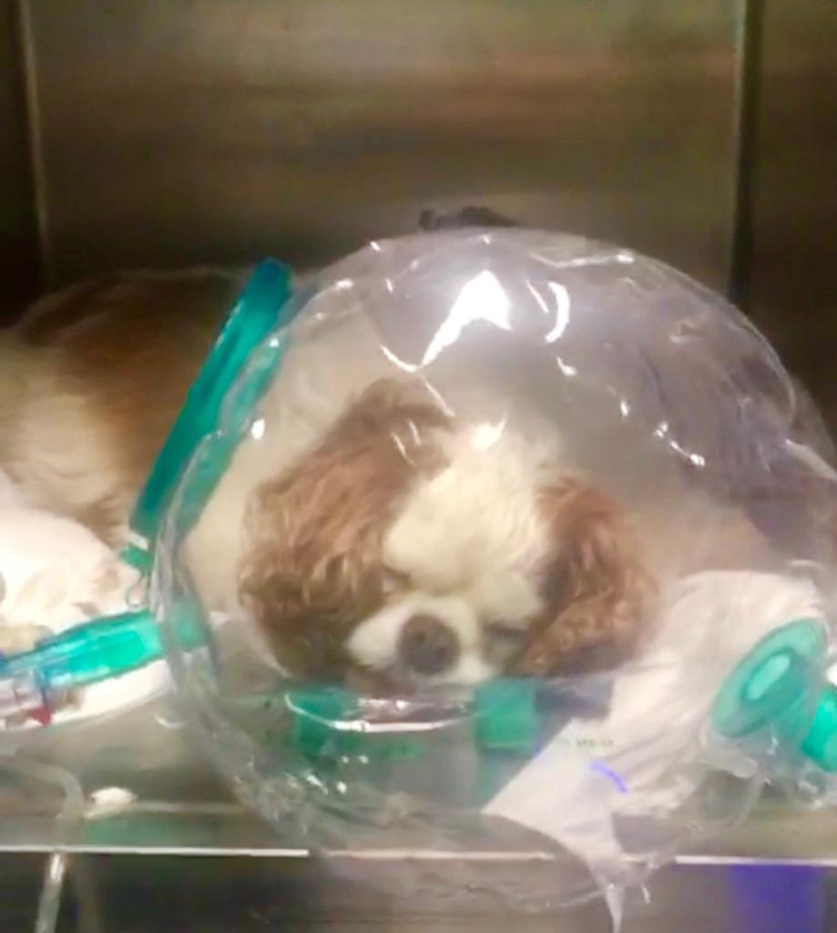 Terapia CPAP con casco sugli animali due video presso Carpi (MO)