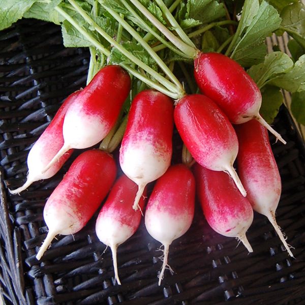 Radish French Breakfast Haroldson Farms