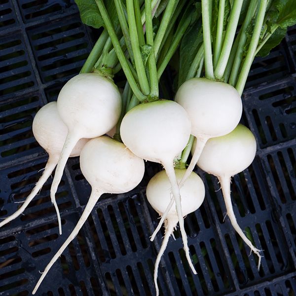 Radish White Haroldson Farms