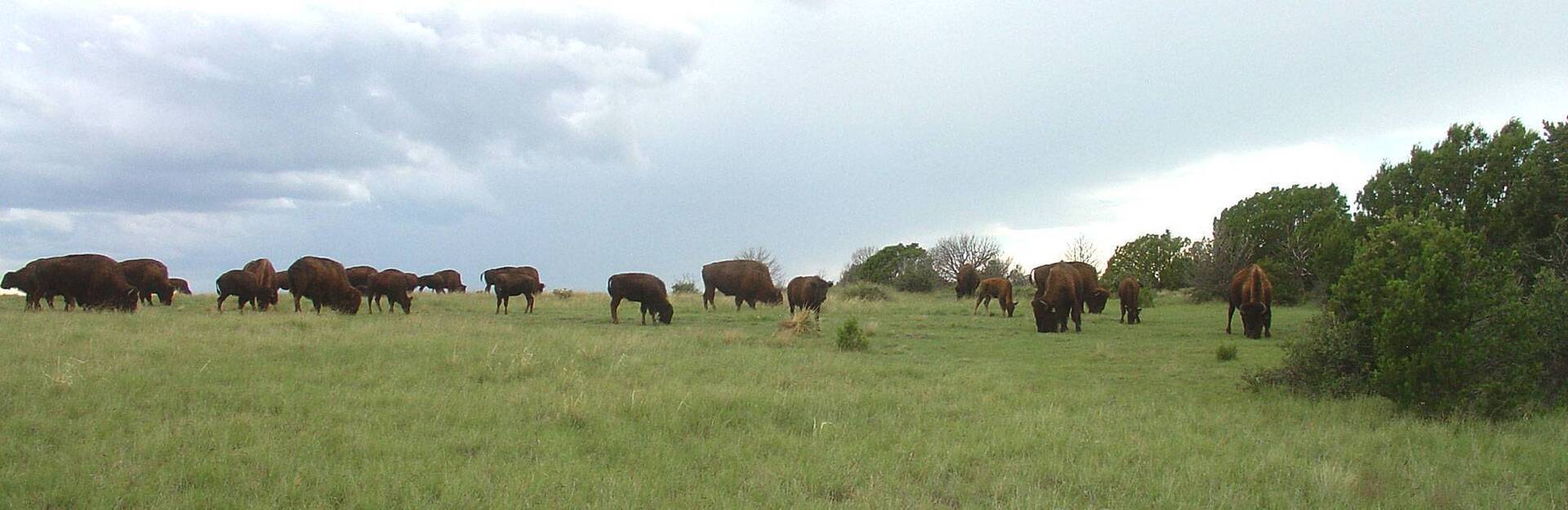Harper Cattle Ranches in Texas, New Mexico and Colorado