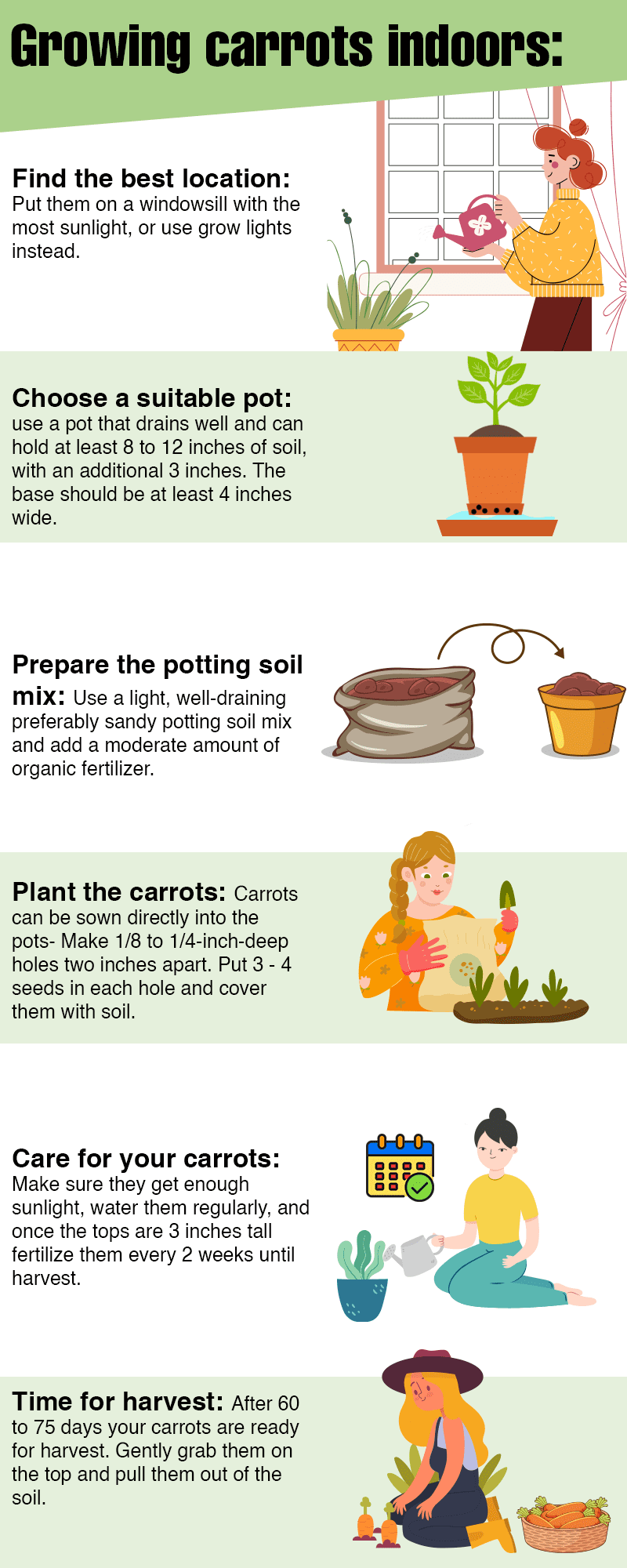 How To Grow Carrots Indoors Harper's Nurseries