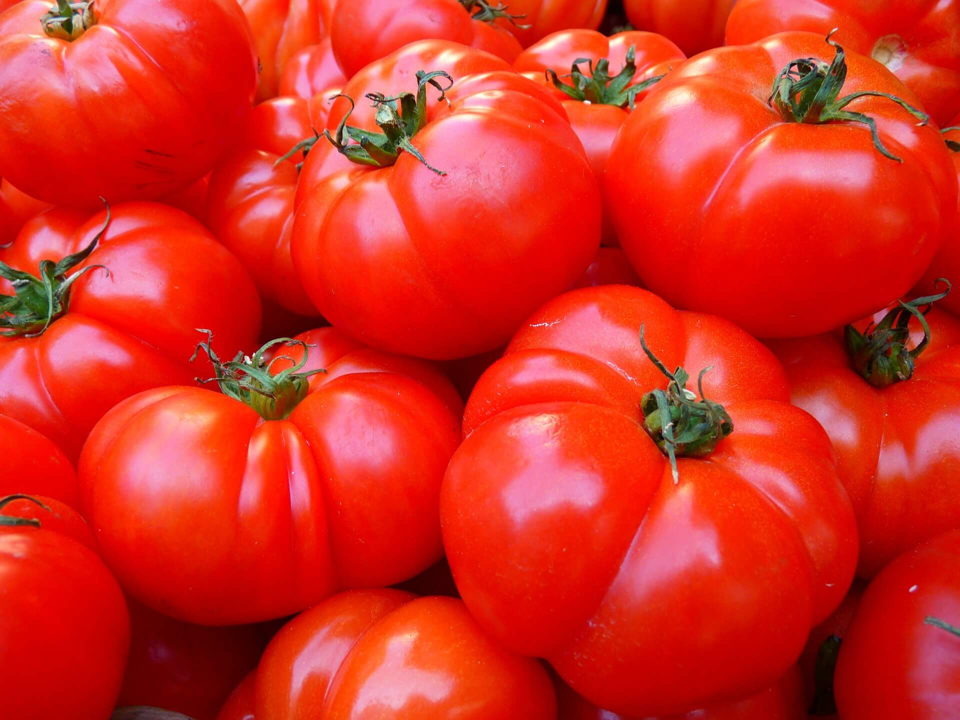 The Best Soil For Tomatoes Harper's Nurseries