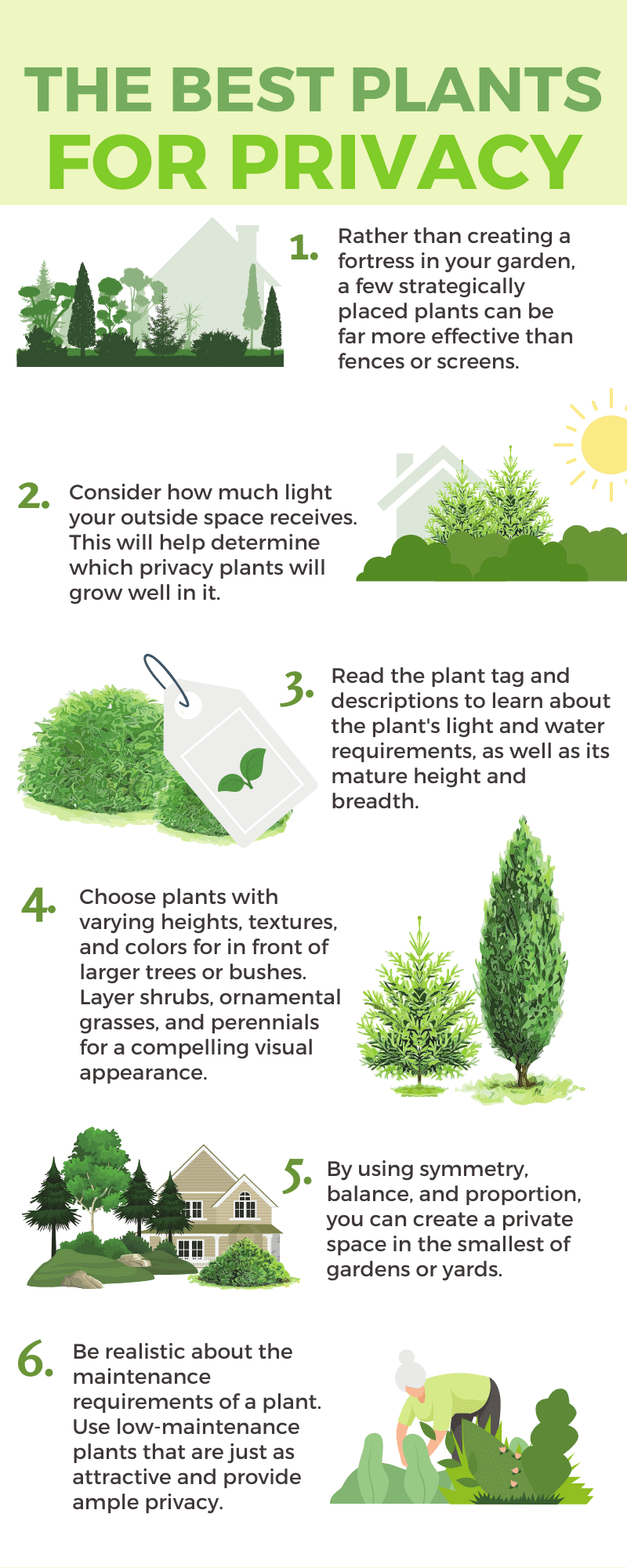 The Best Plants For Privacy Harper's Nurseries