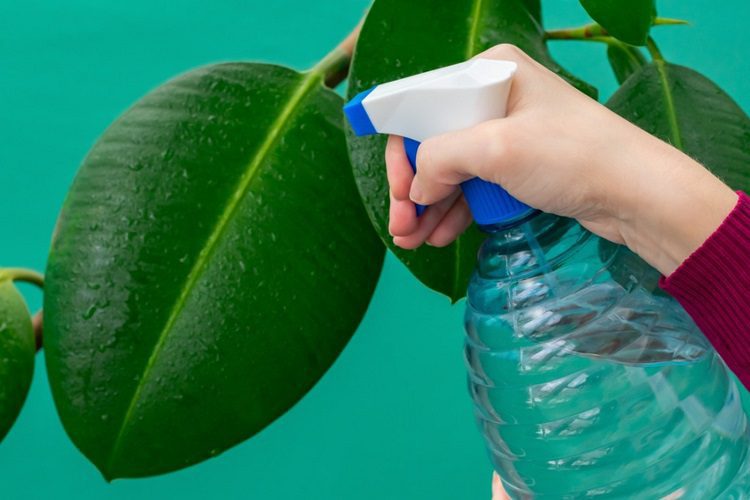 How To Get Rid Of Whiteflies Pictures And Easy Instructions