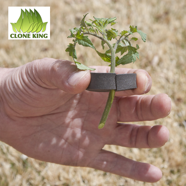 The Clone King 25 Site Aeroponic Cloning Machine