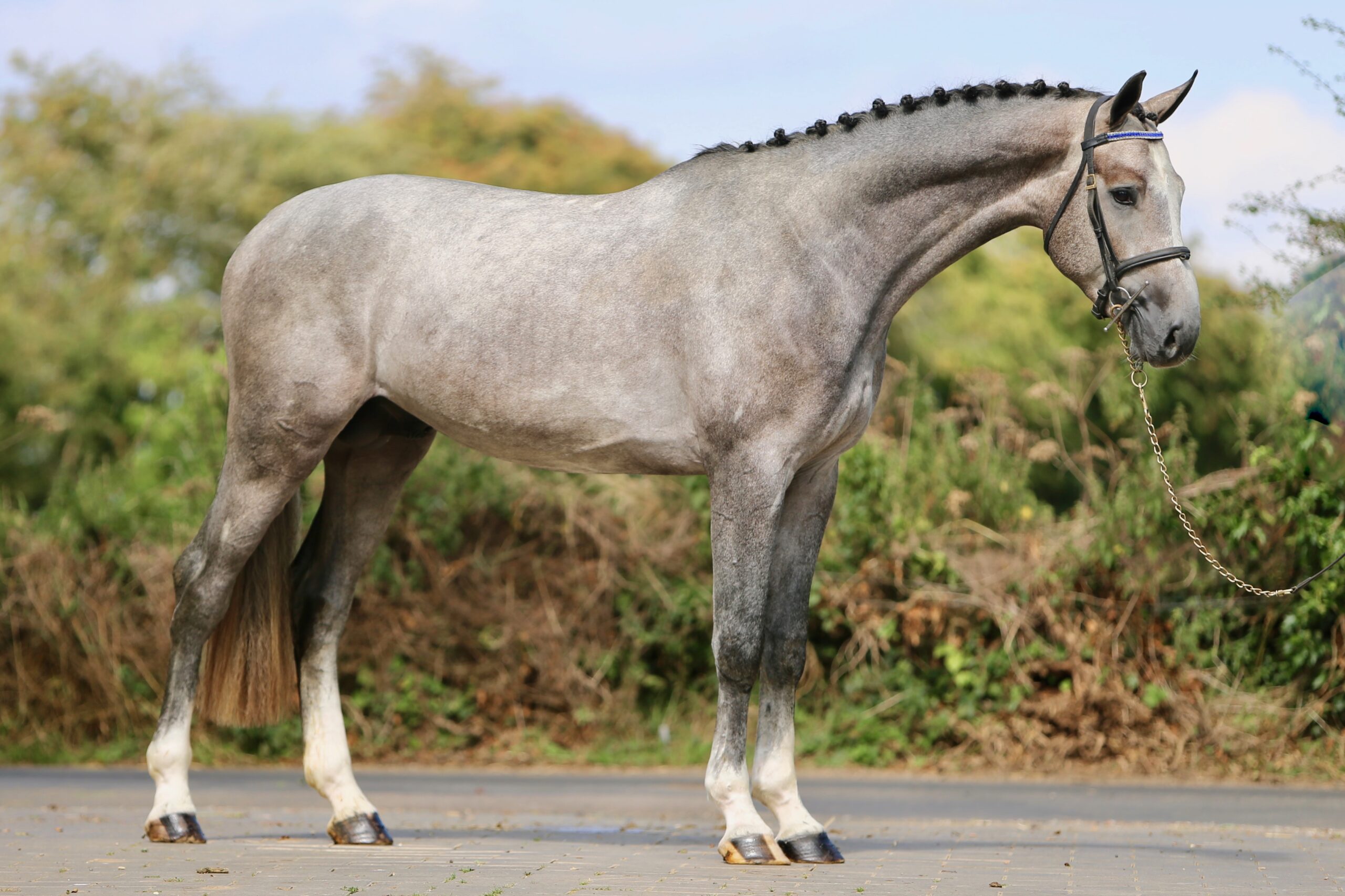 Harrington Stables Gallery