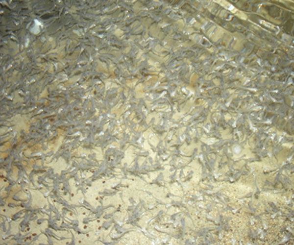 About Us Harrison Fishery, Inc. Pond Stocking, Lake Stocking, Fish