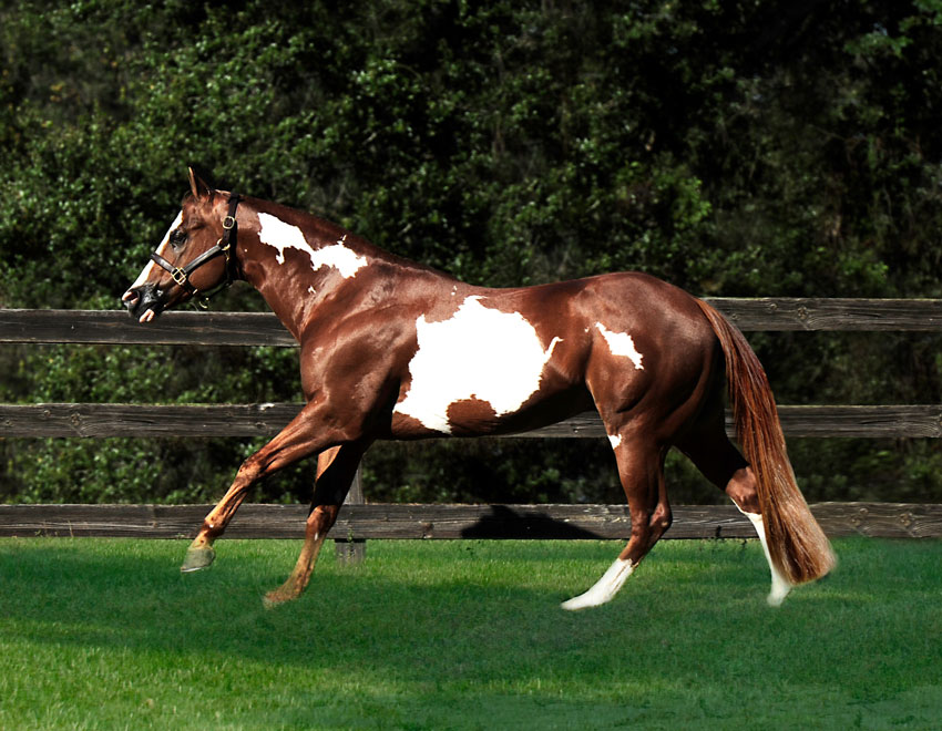 Joses Real Deal APHA Stallion
