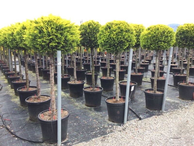 Gold Rider Leylandii Trees Cupressocyparis Leylandii Gold Rider
