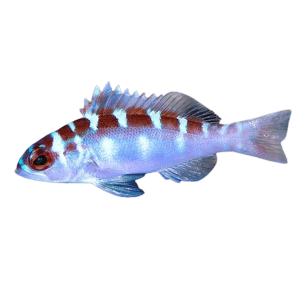 Chalk Basslet Harry's Marine Life