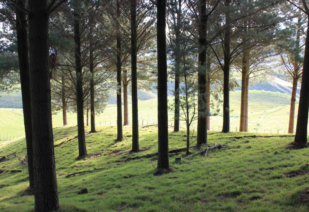 How Do Professionals Remove Trees?