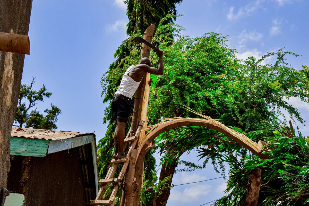 How to Know if a Tree Is Dangerous?