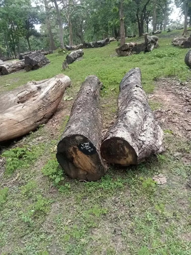 Teak Wood Price in Bangalore Harsha Timbers Teak & Acacia Wood