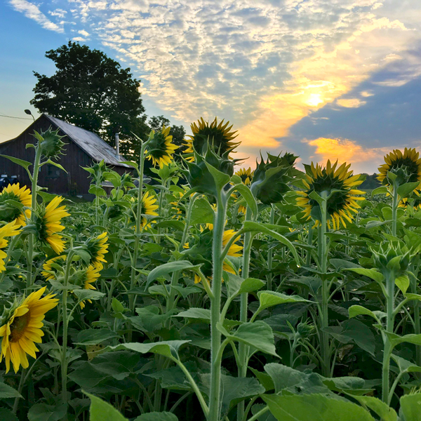 Harshell Farm Almonte, Ontario farm specializing in sunflowers and