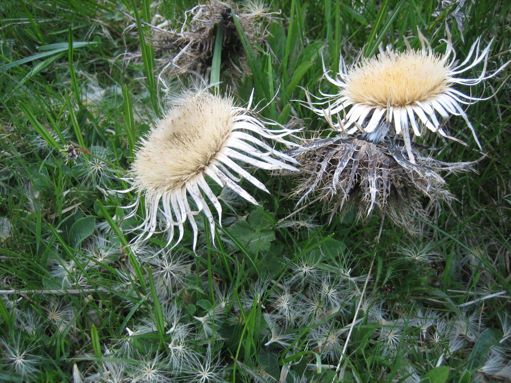 Symbol thistle pain, protection, pride Harsh Forms