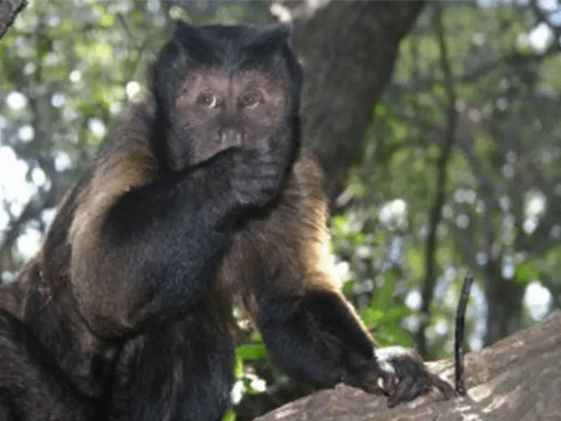 Monkey Sanctuary Hartbeespoort