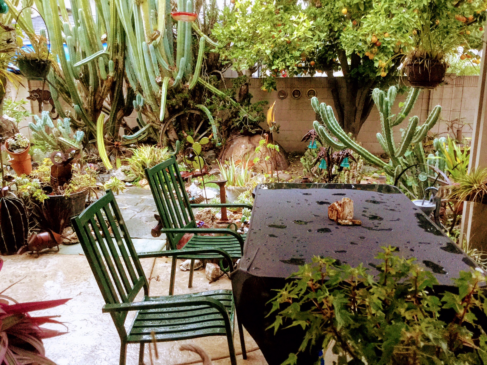 Starter Gardens by Ethne Clarke