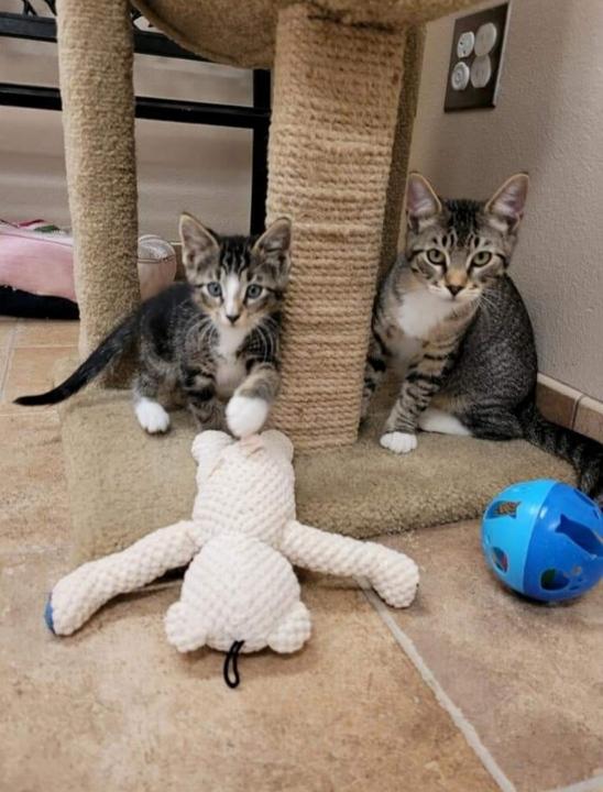 Brainerd Baxter Animal Shelter Heartland Animal Rescue Team MN