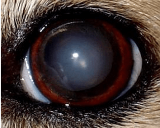 白い 目 12++ Good Ideas